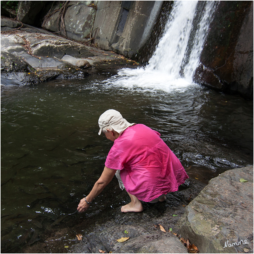 Nationalpark Kaeng Krachan
Schon ein Schatten oder eine Hand in der Nähe des Wasser bringt die Fische dazu neugierig nachzuschauen.
Schlüsselwörter: Nationalpark Kaeng Krachan