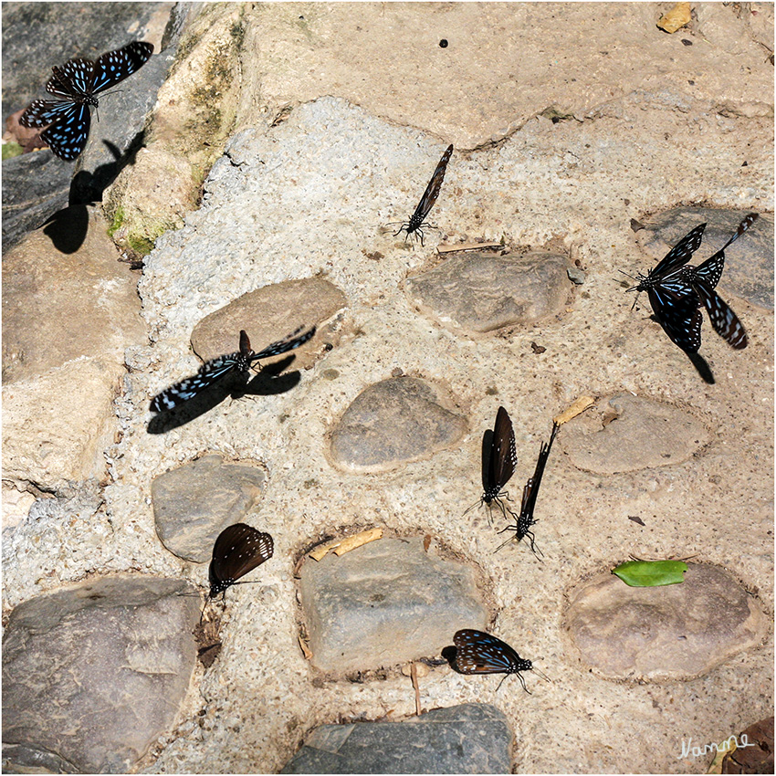 Nationalpark Kaeng Krachan
Zunächst aber sind wir überrascht von der Vielzahl und Menge der Schmetterlinge, die sich am Ufer des Flusses aufhalten.
Schlüsselwörter: Nationalpark Kaeng Krachan