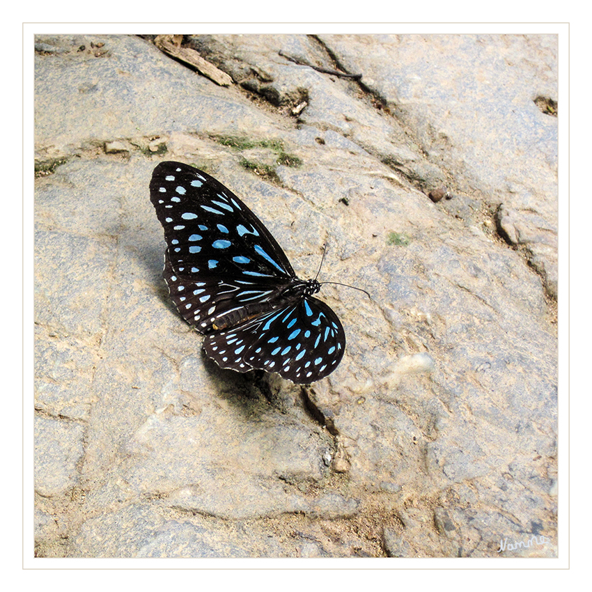 Blaue Schönheit
Tirumala limniace (engl. „Blue Tiger“) ist ein Schmetterling (Tagfalter) aus der Familie der Edelfalter. Er ist in Süd- und Südostasien weit verbreitet, fehlt aber auf Borneo und Sumatra.
laut Wikipedia
Schlüsselwörter: Schmetterling Blue Tiger