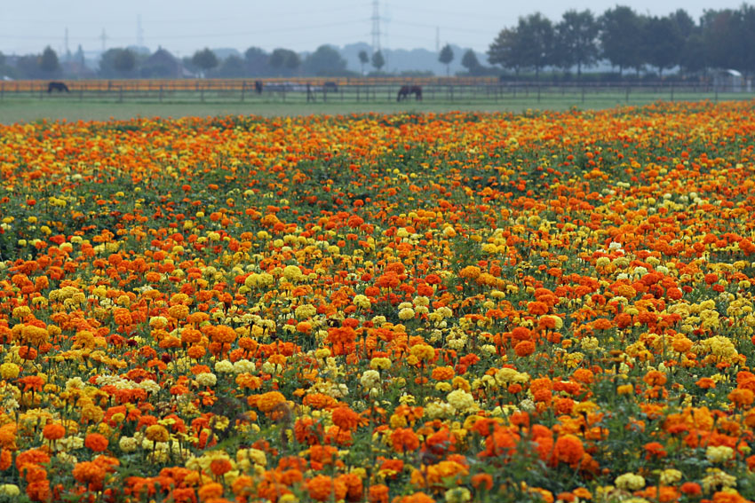 Bunt
Tagetesfeld
Schlüsselwörter: Tagetes   bunt    Feld    Blumen