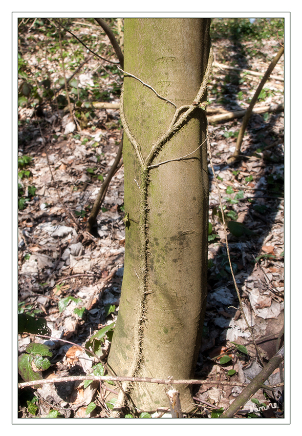 Gefangen
mit einem Naturlasso
