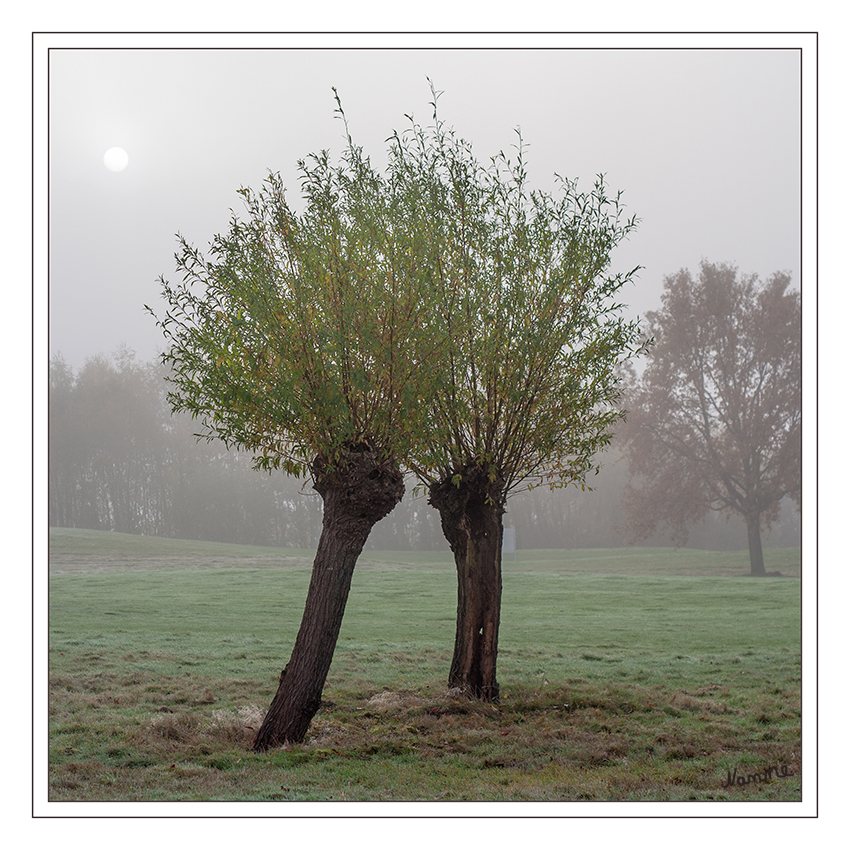 Herbstnebel
links kommt langsam die Sonne durch
Schlüsselwörter: Baum Nebel