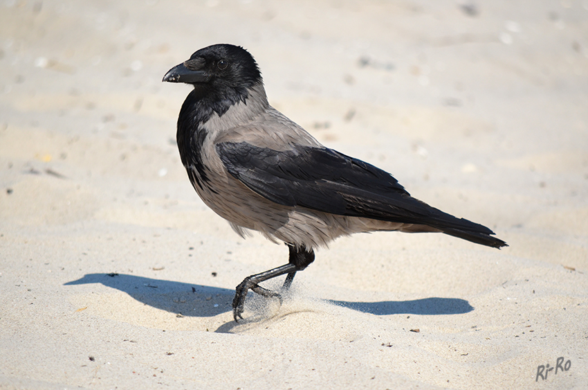 Nebelkrähe l
Nebelkrähe (Corvus cornix)
In Deutschland brütet diese vor allem in den östlichen Bundesländern und in Teilen von Schleswig-Holstein.lt NABU
Schlüsselwörter: Nebelkrähe