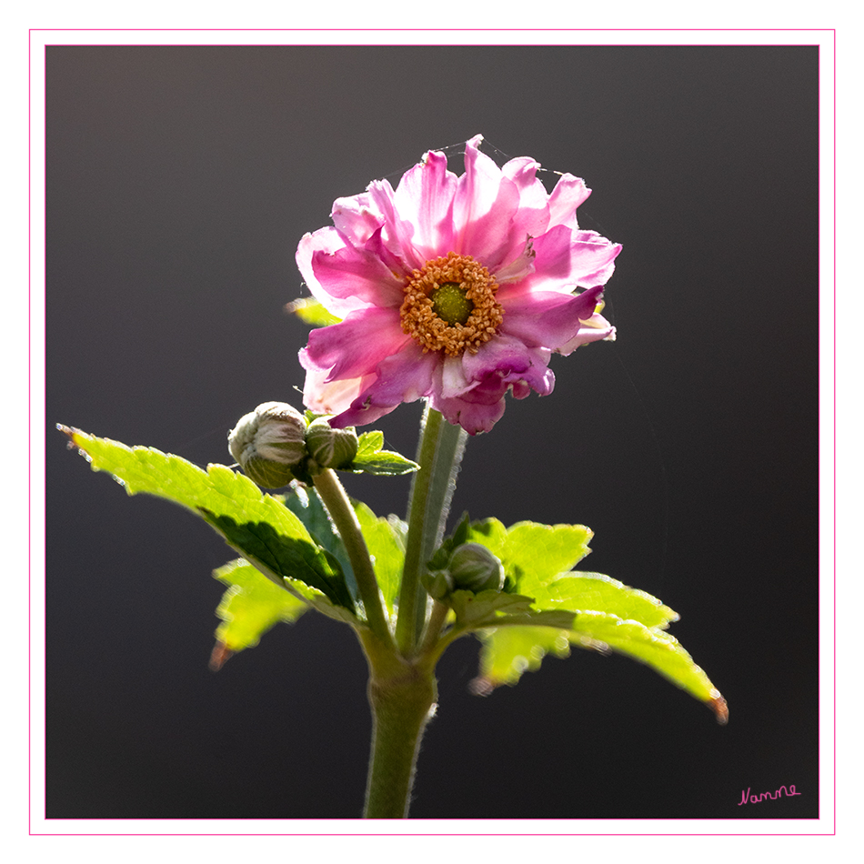 Im Gegenlicht
Auch hier ist die lange Trockenheit deutlich sichtbar. Die Blüte ist klein und verkümmert.
Schlüsselwörter: Dahlie