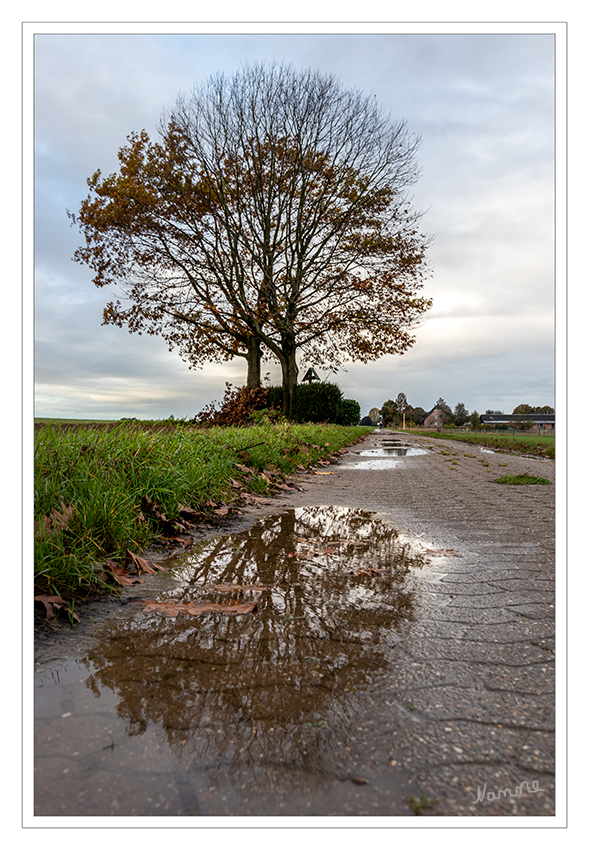 45 - Novemberbaum
2019
Schlüsselwörter: Blatt; Herbst; Baum