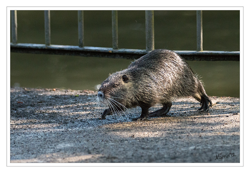 Nutria
Schlüsselwörter: Nutria,  Stadtgarten,  Neuss