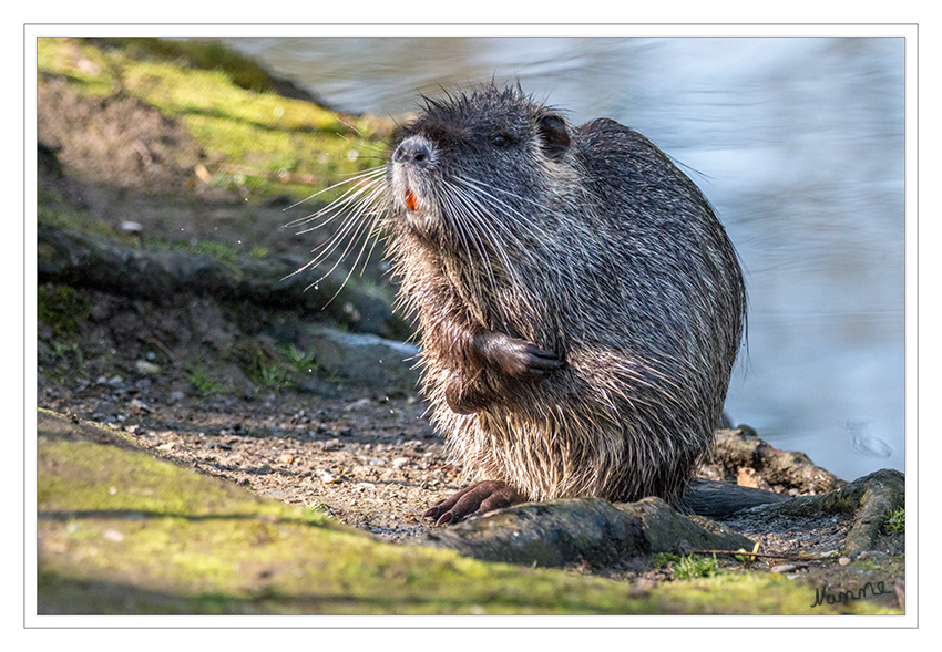 16 - Mir ist kalt
Nutria im Stadtgarten
Schlüsselwörter: Nutria, Stadtgarten, Neuss