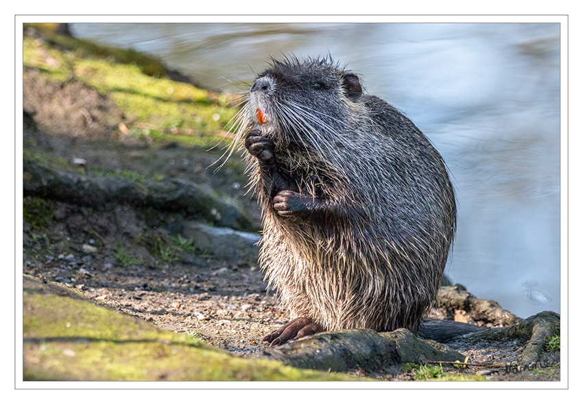 Da war doch was
Nutria
Schlüsselwörter: Nutria,  Stadtgarten,  Neuss