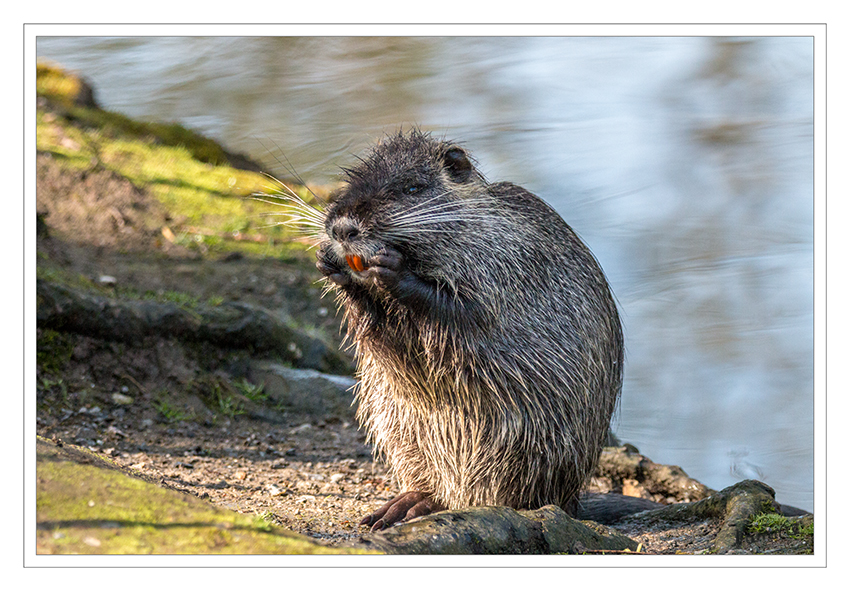 Ach du Schreck
Nutria
Schlüsselwörter: Nutria,  Stadtgarten,  Neuss