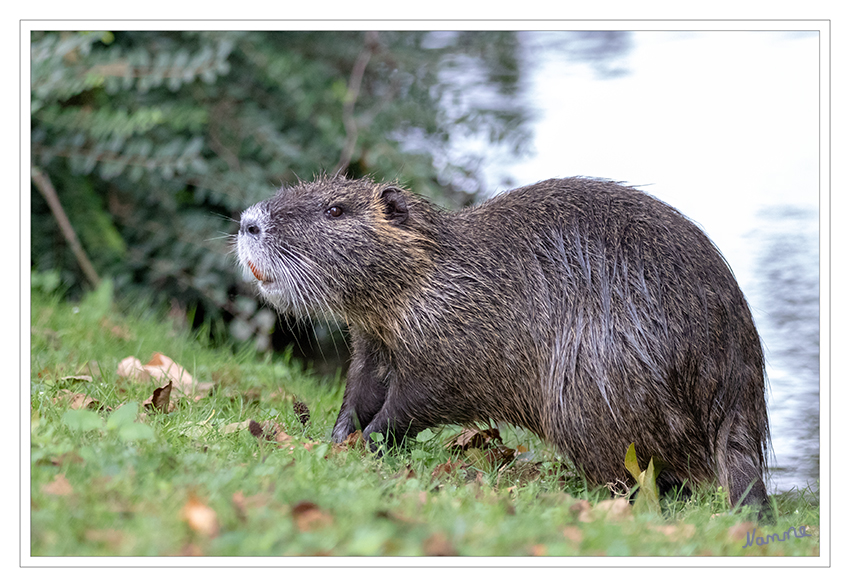 Neugierig
Nutria im Stadtgarten
Schlüsselwörter: Nurtia