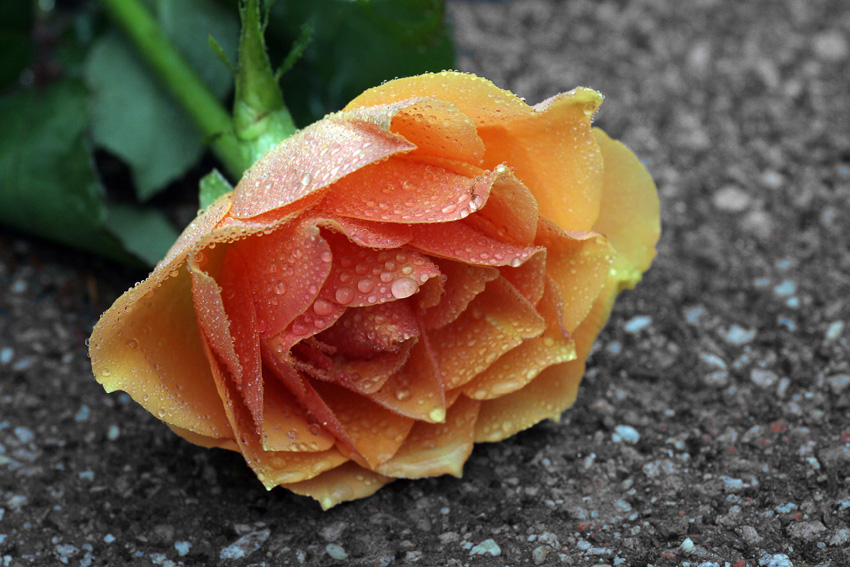 Weggeworfen
Schlüsselwörter: Orange  Rose  nass  