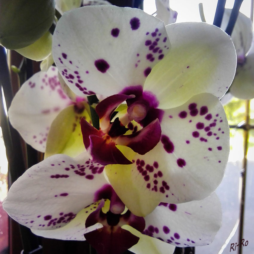 Orchidee
Schlüsselwörter: Orchidee