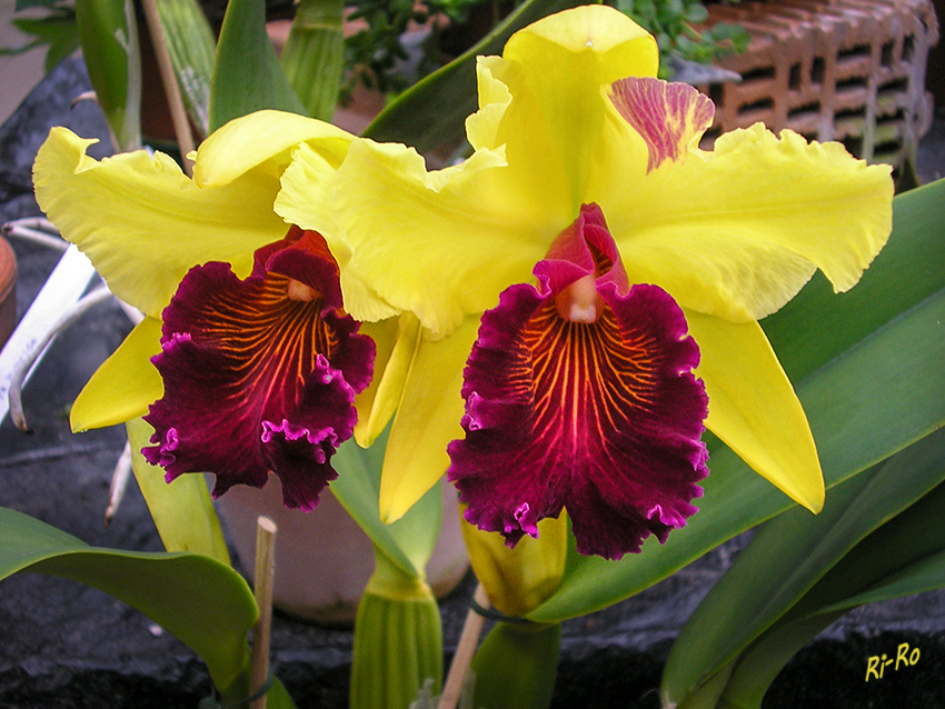 Cattleya
(Kapuzenorchidee). Ursprünglich stammt sie aus Mittel- und Südamerika. In der Natur ist sie auf Bäumen und Felsen zu finden. Mit ihr fing der Siegeszug der Orchidee in Europa an. (lt. Orichdeenzucht Celle)

 
Schlüsselwörter: Orchidee