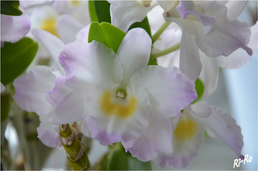 Orchidee
aus der Gruppe der Dendrobium
Schlüsselwörter: Orchidee weiß Dendrobium