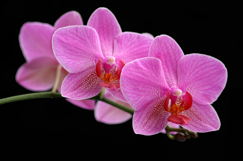 Orchidee
