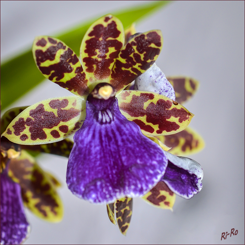 Orchidee - Zygopetalum
Die Gattung Zygopetalum aus der Familie der Orchideen (Orchidaceae) besteht derzeit aus 15 gültig definierten Pflanzenarten.
Die auffälligen Blüten sind von klein bis groß anzutreffen, haben verschiedene Schattierungen von grün, dunkelrot und lila gefärbt und weisen diverse Muster auf. 
laut Wikipedia
Schlüsselwörter: Orchidee