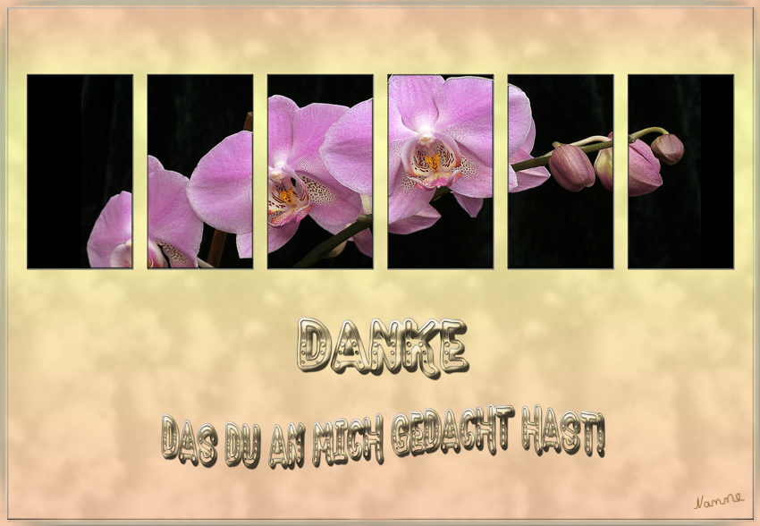 Danke
Schlüsselwörter: Orchide     Karte