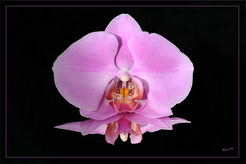 Schönheit gespiegelt
Schlüsselwörter: Orchidee