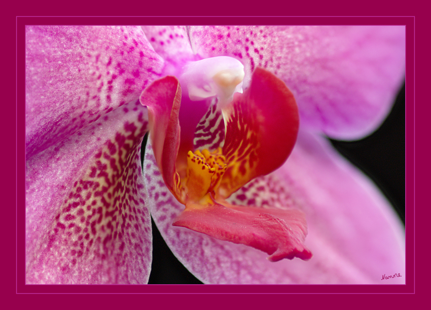Vier
meiner Miniserie
Schlüsselwörter: Orchidee