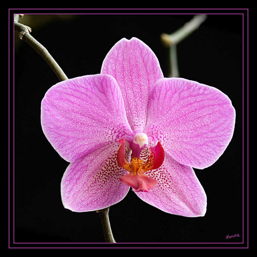 Zwei
meiner Miniserie
Schlüsselwörter: Orchidee