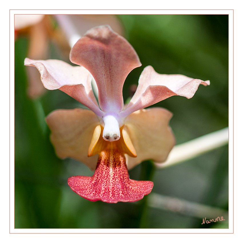 Orange
Wie eine Tänzerin kam mir diese Orchideenblüte vor
Schlüsselwörter: Orchidee