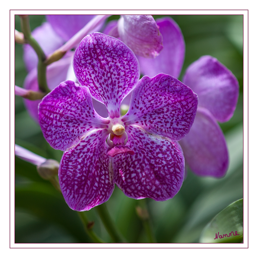 Pink
Orchidee
Schlüsselwörter: Pink Orchidee