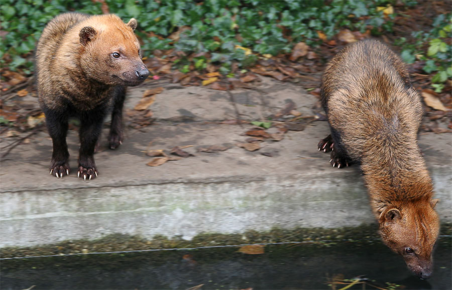 Waldhund
Zoo Krefeld
bewohnt die Savannen und Wälder von Panama bis Paraguay.
Sie leben in Rudeln bis zu 10 Tieren.
Der Rüde ist ein führsorglicher Partner
Schlüsselwörter: Zoo Krefeld, Waldhund