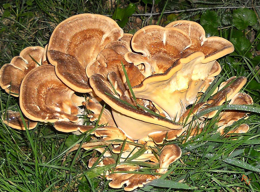 Riesenporling
(Meripilus giganteus)
Fruchtkörper: Juni - Oktober
Befallszone: Stammfuß
Holzzersetzung: Weißfäule
Bemerkung: Im Anfangsstadium schwer zu erkennen.
Wirkung: Schwächeparasit - Dringt über abgestorbene Wurzeln in den Stamm ein - schädigt Wurzeln, Wurzelstock und Stammfuß.
laut baumportal.de
Schlüsselwörter: Pilz Riesenporling