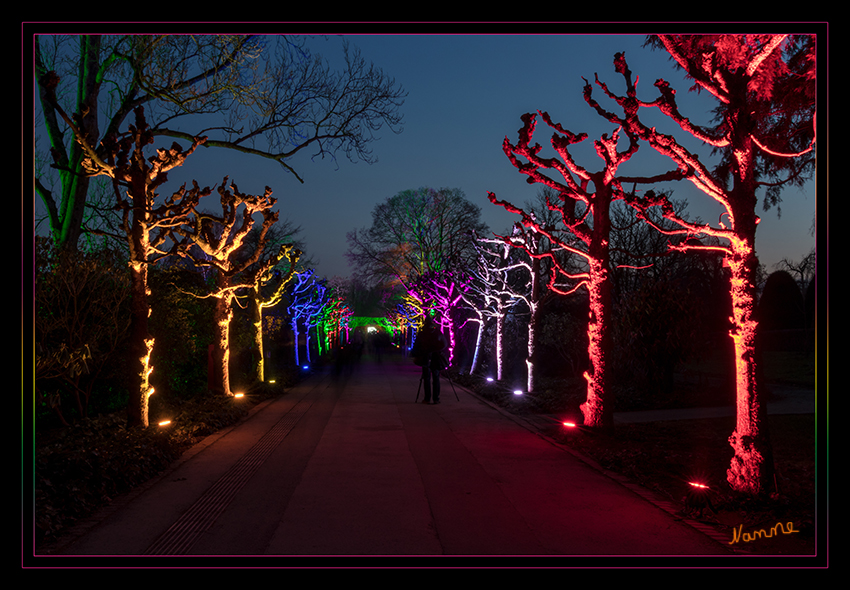 Gruga - Parkleuchten
Das Areal ist wie gemacht für Illuminationen verschiedenster Art: Alter Baumbestand, ein romantisches Wegenetz und lauschige Ecken bieten eine abwechslungsreiche Kulisse für Beleuchtungen, Projektionen sowie Licht- und Schattenspiele. Die Bäume scheinen bunt. Den Wegesrand säumen Lichtobjekte. Darunter grafische Elemente, Abstraktes und Originelles. laut grugapark 
Schlüsselwörter: Essen, Parkleuchten