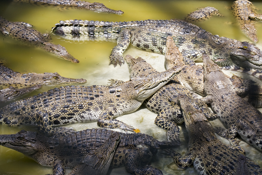 Kuschelstunde
auf der Krokodilfarm in Pattaya
