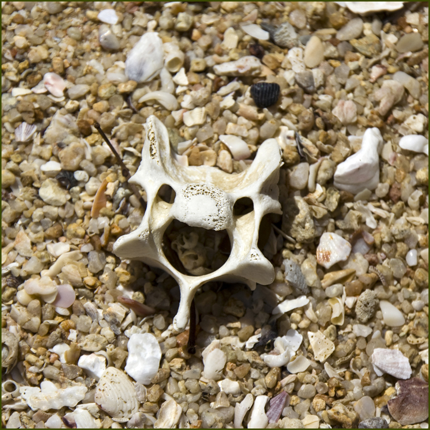 Am Strand
Ich denke hier handelt es sich um den Wirbel eines großeren Tieres.
