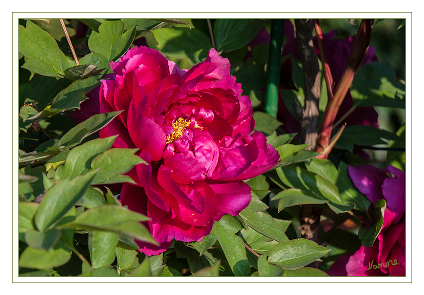 Pfingstrosen
zu Ostern im Garten meiner Fotofreundin
Schlüsselwörter: Pfingstrosen