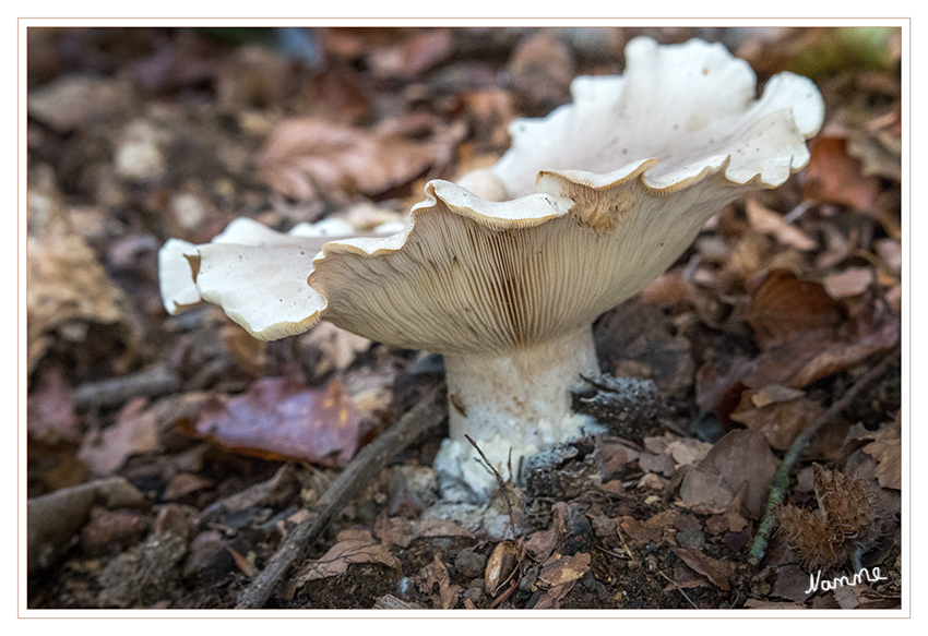 Wer bin ich?
Clitopilus prunulus
Habitus: Cremeweißer, fleischiger Pilz mit eingerolltem Hutrand, kurzem Stiel, herablaufenden, weiß-rosafarbenen Lamellen und starken Mehlgeruch.
Dank an Ri-Ro für die Info
Schlüsselwörter: Pilz, Pilze