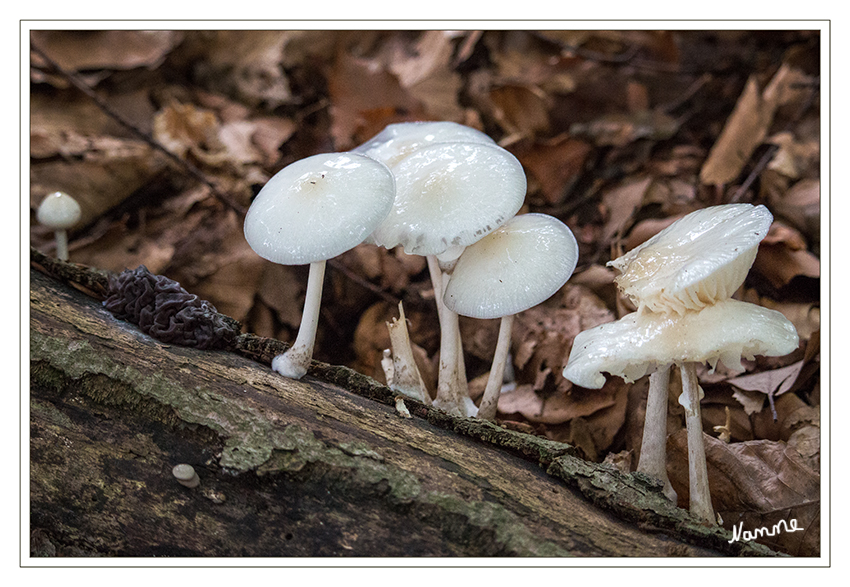 Pilzgruppe
Schlüsselwörter: Pilze Pilz