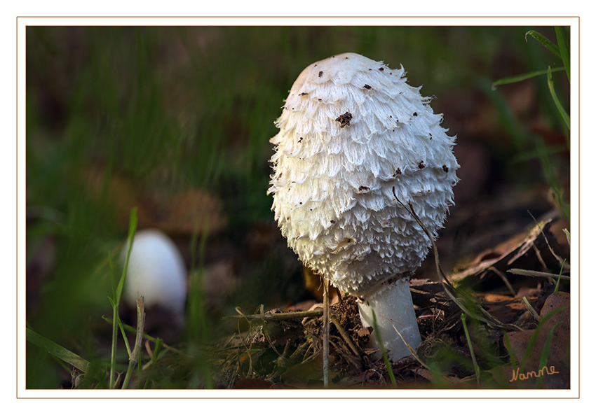 Einsam
Schopf-Tintling (Coprinus comatus)
Wegen seiner walzenförmigen Art - unverwechselbar.
Im weißen Zustand einer der besten und mildesten Speisepilze. Nach einiger Zeit wird der Rand rosa (Sammeln einstellen) und der Pilz beginnt Tintenartig zu zerfließen.
laut pilzfinder.de 
Schlüsselwörter: Pilz, Pilze