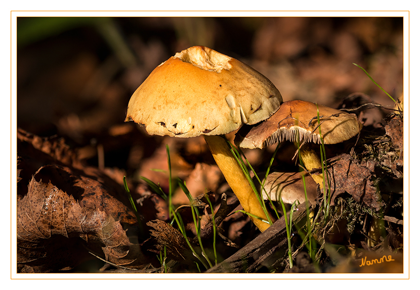 Mahlzeit
Schlüsselwörter: Pilze, Pilz