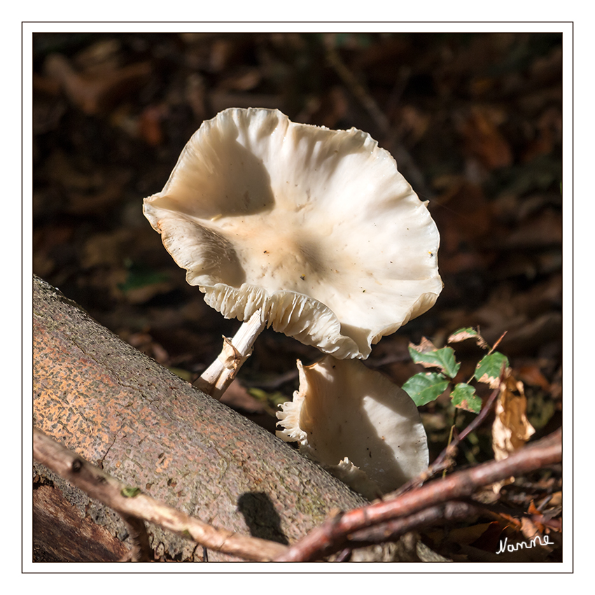 Hallo
Schlüsselwörter: Pilz, Pilze