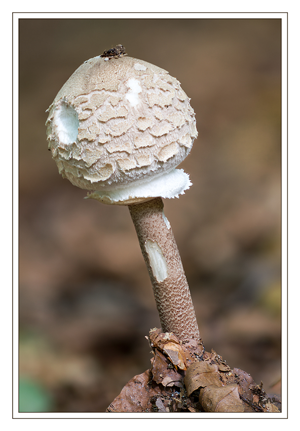 Angenagt
Wahrscheinlich Macrolepiota procera, Riesenschirmling               Hut: 10-25 cm Durchmesser, erst kugelig geschlossen am Stiel anliegend, dann ausgebreitet mit Spitze wie ein Chinesenhut, später flach. Schuppen auf blassem Grund, braungrau, fransig abstehend, gegen die Hutmitte dichter werdend
Schlüsselwörter: Pilz