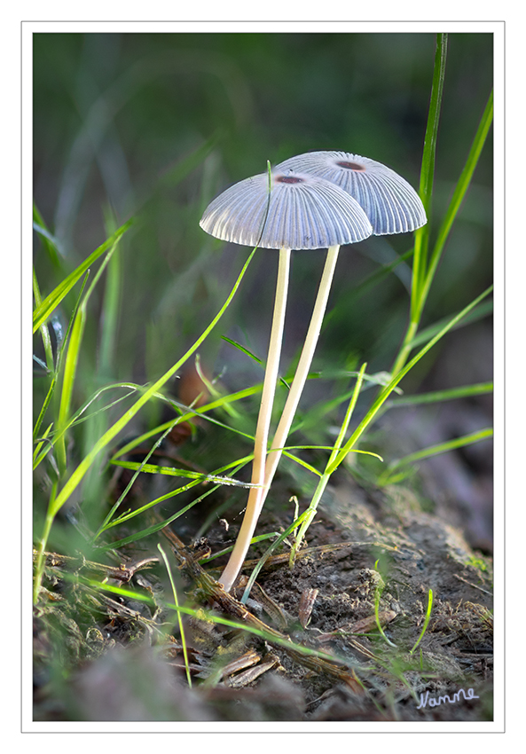 Zwei
Meine ersten Pilze in diesem Jahr.
Schlüsselwörter: Pilz, Pilze