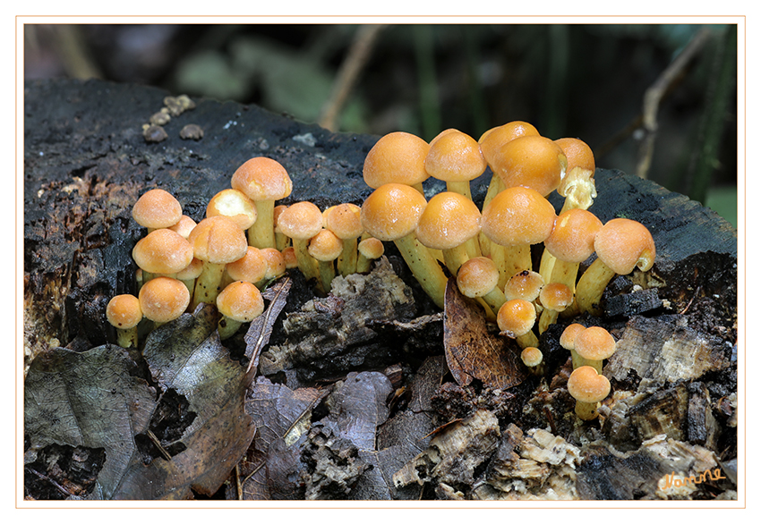 Zusammengekuschelt
Schlüsselwörter: Pilz, Pilze