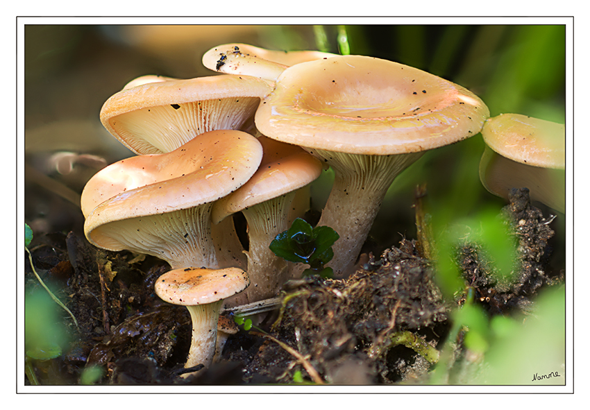 Der Herbst läßt grüßen
Der Falsche Pfifferling (Hygrophoropsis aurantiaca) ist ein Ständerpilz und gehört trotz seiner lamellenartigen Hutunterseite zur Ordnung der Dickröhrlingsartigen. Seinen Namen erhielt er wegen der Ähnlichkeit zum Echten Pfifferling. Aufgrund den orangegelben Farben und den sich stark gabelnden Lamellen wird der Pilz auch Orangegelber Gabelblättling genannt.
laut Wikipedia

Dank an Roland für die Info
Schlüsselwörter: Falscher Pfifferling Pilz