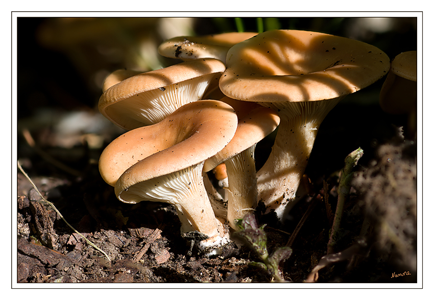 Der Herbst läßt grüßen
Der Falsche Pfifferling (Hygrophoropsis aurantiaca) ist ein Ständerpilz und gehört trotz seiner lamellenartigen Hutunterseite zur Ordnung der Dickröhrlingsartigen. Seinen Namen erhielt er wegen der Ähnlichkeit zum Echten Pfifferling. Aufgrund den orangegelben Farben und den sich stark gabelnden Lamellen wird der Pilz auch Orangegelber Gabelblättling genannt.
laut Wikipedia

Dank an Roland für die Info 
Schlüsselwörter: Pilze