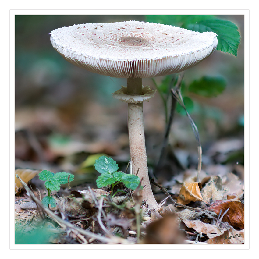 Schirm aufgespannt
Gelber Knollenblätterpilz weiße Form -lat Amanita citrina var.alba- kommt in Laub und Nadelwäldern vor - ....riecht genau wie der "Gelbe" nach Kartoffelkeimen-Kartoffelkeller 
laut Pilzfinder-Solling
Danke an Rita für die Info.
Schlüsselwörter: Pilz Gelber Knollenblätterpilz weiße Form