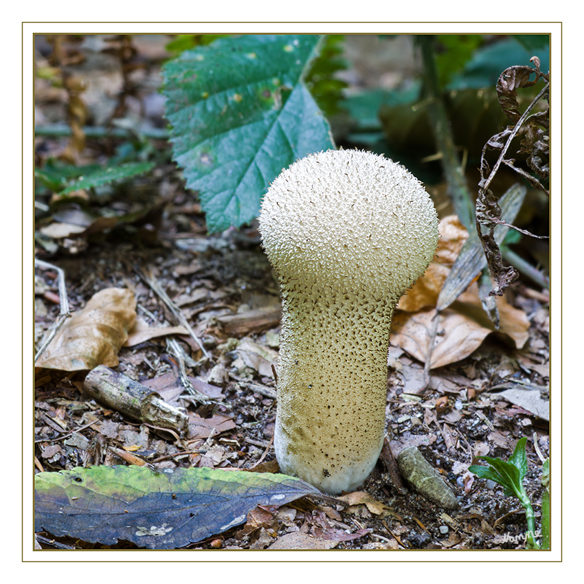 Narbengesicht
Lycoperdon perlatum
Der Flaschen-Stäubling und seine Verwandten zählen zu den Champignonverwandten (Agaricaceae), die neben Blätterpilzen auch Arten umfassen, die keine Fruchtkörper mit Lamellen ausbilden.
Schlüsselwörter: Pilze Pilz