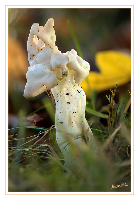 Anders
Bei der Herbstlochel ist der Stiel von unregelmäßigen und länglichen Hohlräumen durchzogen. Junge Exemplare haben einen angenehmen, alte dagegen einen stark süßlichen Geruch und Geschmack. Das Sporenpulver ist weiß. laut Wikipedia
Schlüsselwörter: Pilze, Pilz