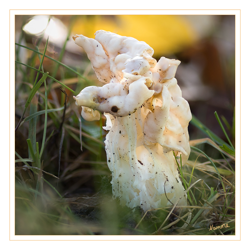 Anders
Die Herbst-Lorchel oder Krause Lorchel (Helvella crispa, syn. H. pithyophila) ist eine Pilzart aus der Familie der Lorchelverwandten. laut Wikipedia
Schlüsselwörter: Pilze, Pilz