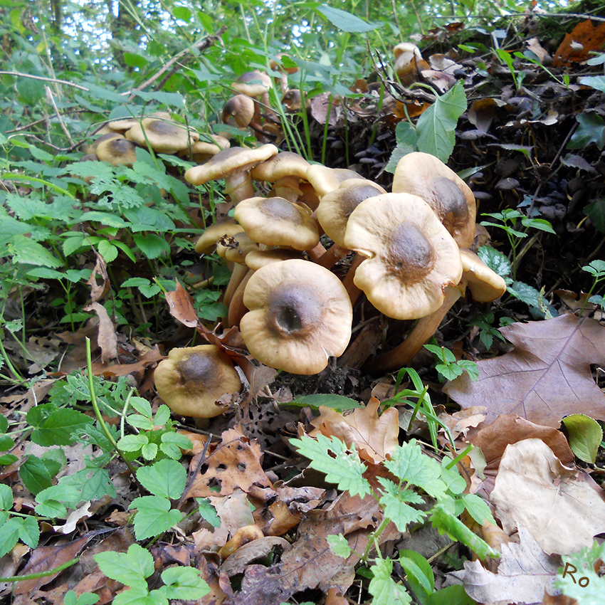 Stockschwämmchen 
(Kuehneromyces mutabilis) Das Stockschwämmchen steht mit seinem Namen für alle Blätterpilze die büschelig an Baumstubben und liegenden Stämmen vorkommen.
laut Steinpilz-Wismar
Schlüsselwörter: Pilze