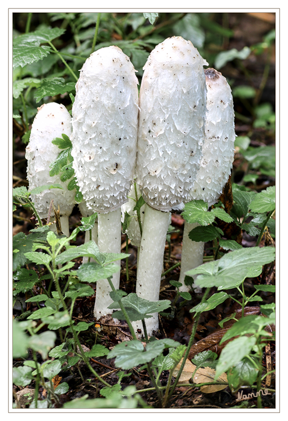 Schopftintling 
Coprinus comatus
Wegen seiner walzenförmigen Art - unverwechselbar.
Im weißen Zustand einer der besten und mildesten Speisepilze. Nach einiger Zeit wird der Rand rosa (Sammeln einstellen) und der Pilz beginnt Tintenartig zu zerfließen.
laut pilzfinder.de
Schlüsselwörter: Pilz, Pilze, Schopftintling, coprinus comatus