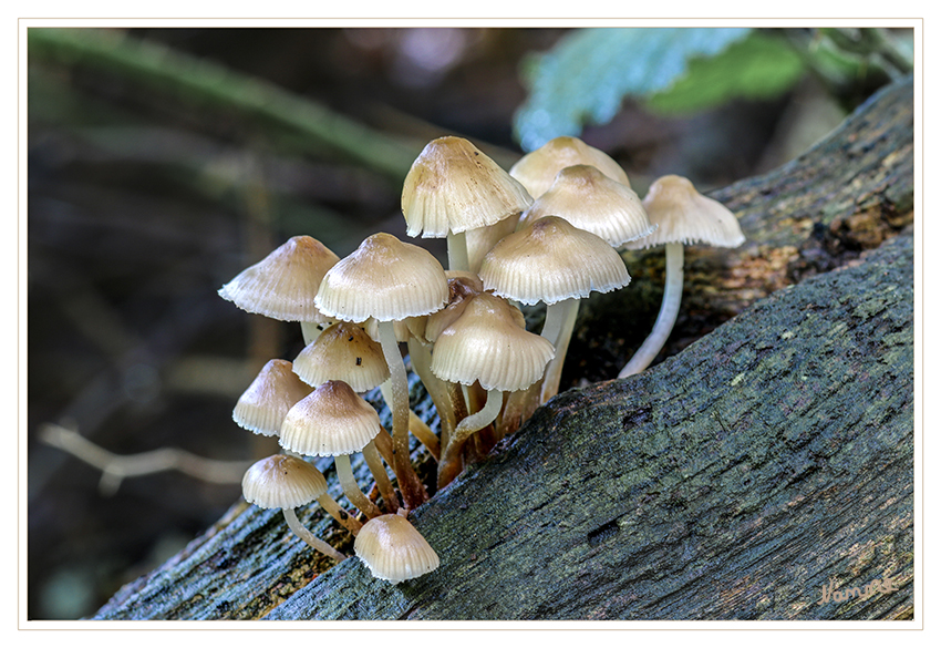 Zusammengekuschelt
Schlüsselwörter: Pilz, Pilze