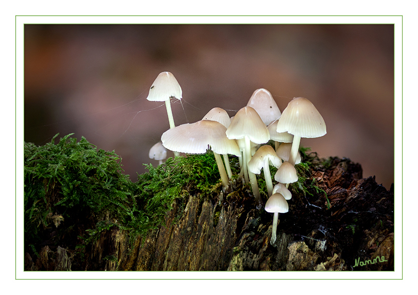 Pilzfamilie
Schlüsselwörter: Pilz, Pilze